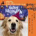 新潟ペット動物専門学校 大人気！ゴールデンレトリバーとふれあえるハロウィンDay