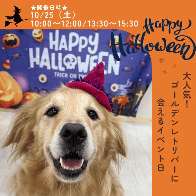 新潟ペット動物専門学校 大人気！ゴールデンレトリバーとふれあえるハロウィンDay1