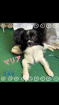 OCカメラサムネイル画像