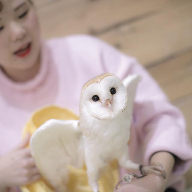 専門学校 福岡ビジョナリーアーツ 【ペット】フクロウのフライトに挑戦1