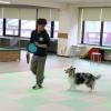 ＹＩＣ京都ペット総合専門学校 しつけ体験