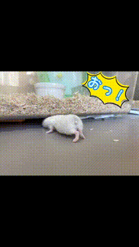 OCカメラサムネイル画像