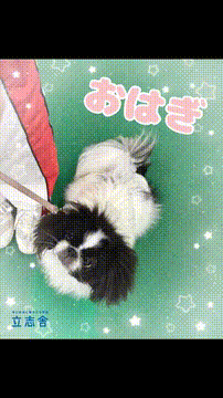 OCカメラサムネイル画像