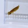 東京環境工科専門学校 『魚類・水生昆虫を観察してみよう』特別授業を同時開催！