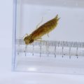 東京環境工科専門学校 『魚類・水生昆虫を観察してみよう』特別授業を同時開催！