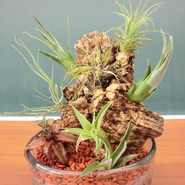 テクノ・ホルティ園芸専門学校 11月の体験入学★グリーンデザイン実習★1