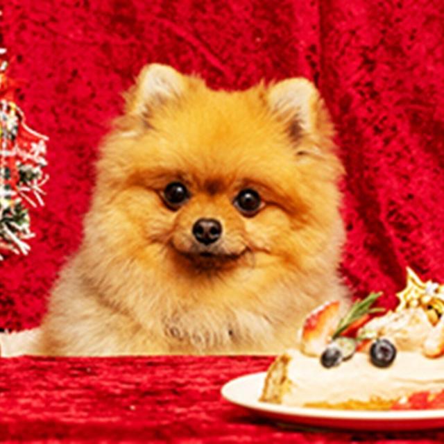 専門学校　福岡ビジョナリーアーツ 【ペット】ワンコのクリスマス おやつ作り1