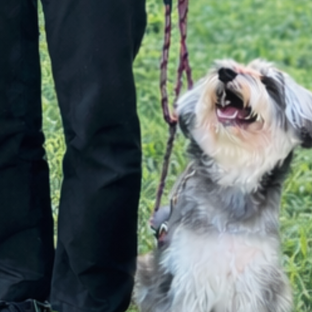 群馬動物専門学校 わんちゃんと過ごすためのマナーを学ぼう！in名犬キャンパス1