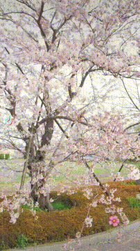 OCカメラサムネイル画像