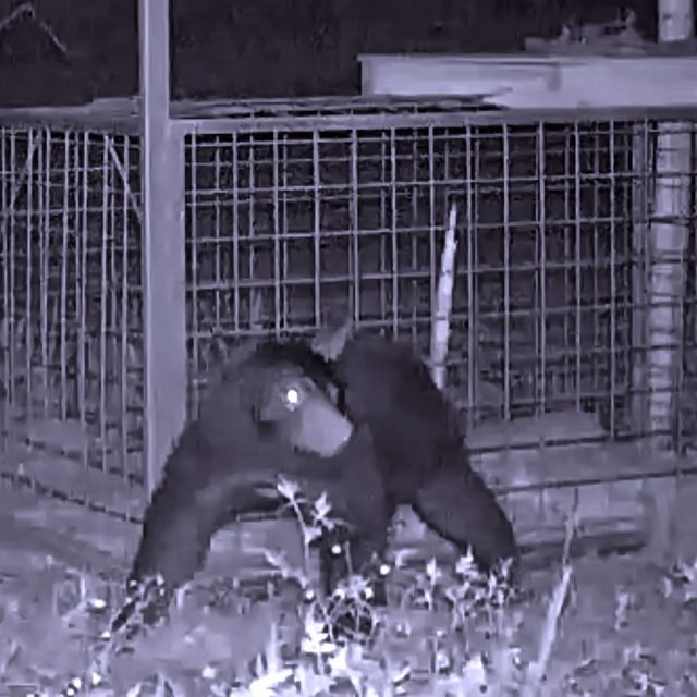 東京環境工科専門学校 『センサーカメラから見た野生動物の生態』体験授業を同時開催！2