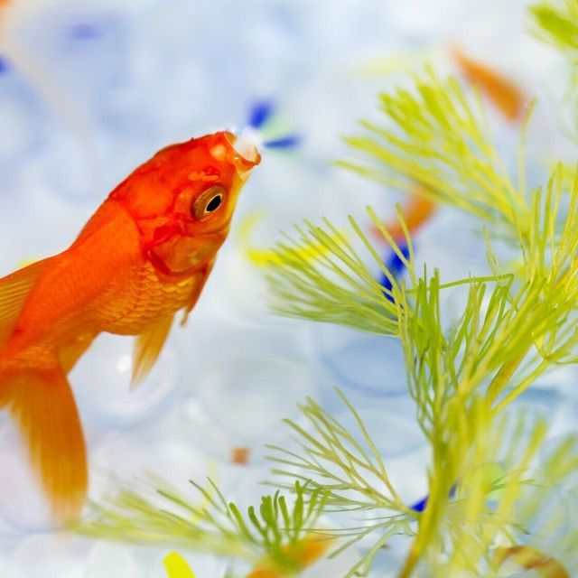 東京環境工科専門学校 『水の中で生活する植物たち』体験授業を同時開催！3