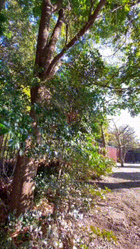 OCカメラサムネイル画像