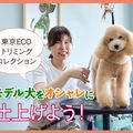 ＴＣＡ東京ＥＣＯ動物海洋専門学校 モデル犬をオシャレに仕上げよう！