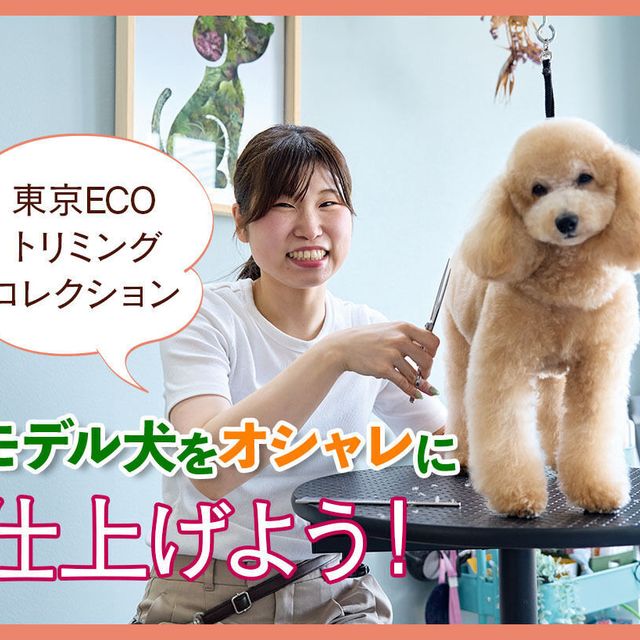 ＴＣＡ東京ＥＣＯ動物海洋専門学校 モデル犬をオシャレに仕上げよう！1