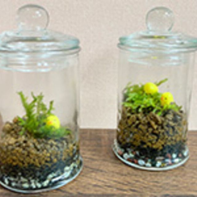 専門学校名古屋ウェディング＆フラワー・ビューティ学院 小さな世界を作ろう♪テラリウム作り1