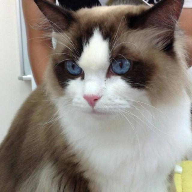 群馬動物専門学校 ★ キャットケア体験 Summer Special ★1