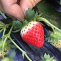 テクノ・ホルティ園芸専門学校 野菜づくり実習★プランターでもできる！イチゴ栽培を学ぼう