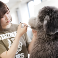 専門学校　福岡ビジョナリーアーツ 【ペット】様々なワンコでよくばりトリマー体験