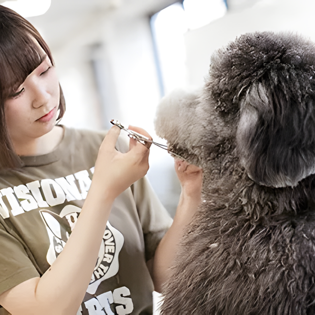 専門学校　福岡ビジョナリーアーツ 【ペット】様々なワンコでよくばりトリマー体験1
