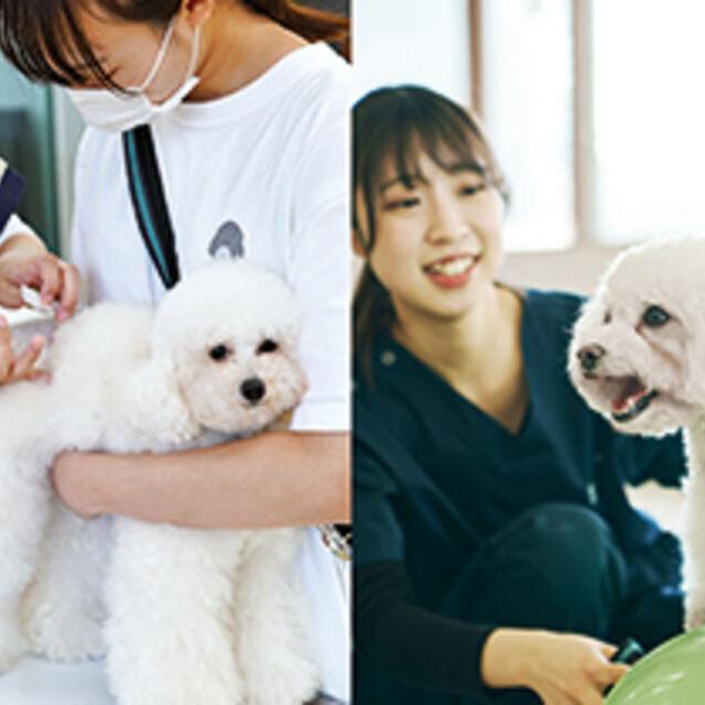 専門学校ビジョナリーアーツ 動物の看護×理学1