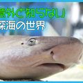 ＴＣＡ東京ＥＣＯ動物海洋専門学校 意外と知らない深海の世界