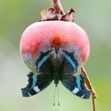 『冬に寝る虫・起きる虫』特別授業を同時開催！の詳細