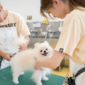 専門学校ビジョナリーアーツ カット体験 ワンちゃんをまんまるく可愛くカットしよう！