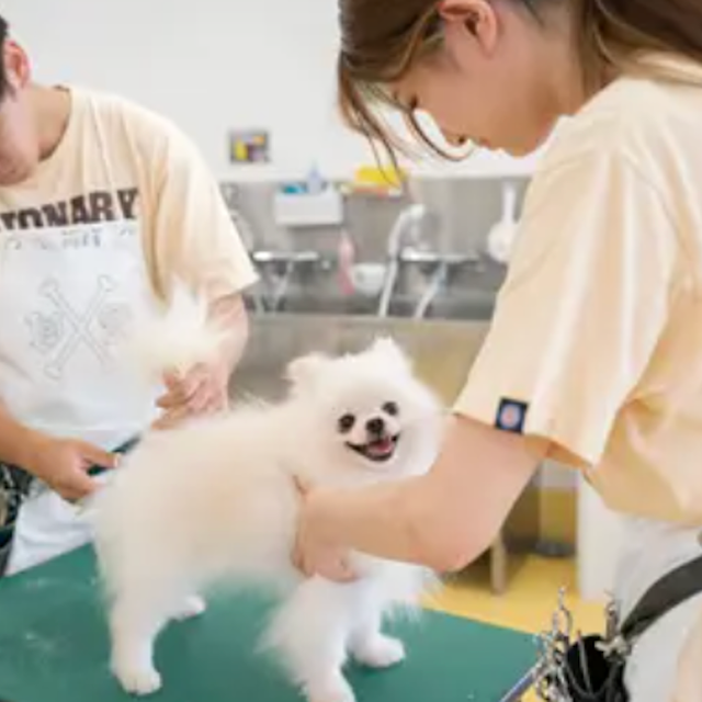 専門学校ビジョナリーアーツ カット体験 ワンちゃんをまんまるく可愛くカットしよう！1