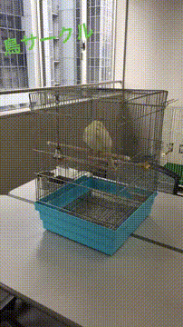 OCカメラサムネイル画像