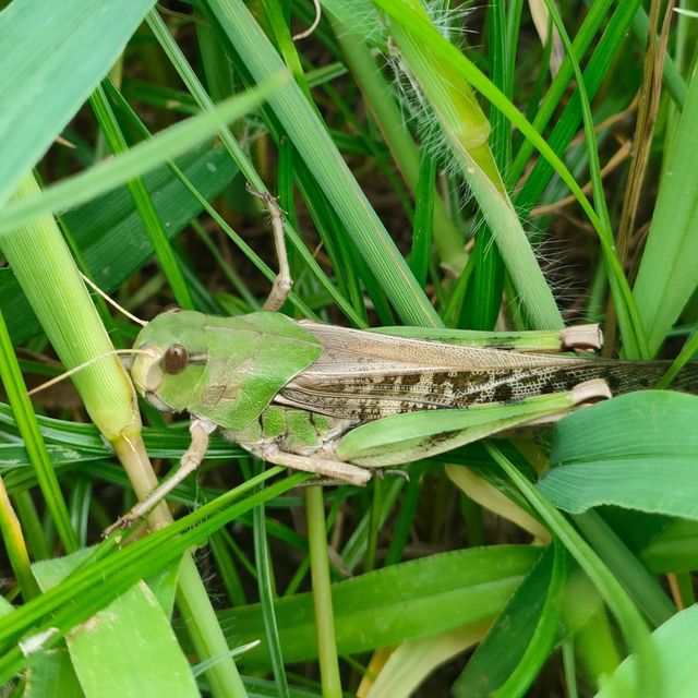 東京環境工科専門学校 『バッタやカマキリの楽園作り』特別授業を同時開催！2