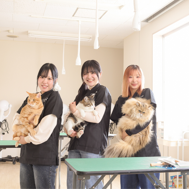 国際アート＆デザイン大学校 【ペット総合科】キャットグルーマー体験！2