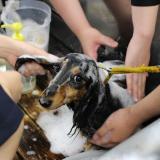 体験授業【トリマー学科・ＴBC学院宇都宮ペット校】の詳細