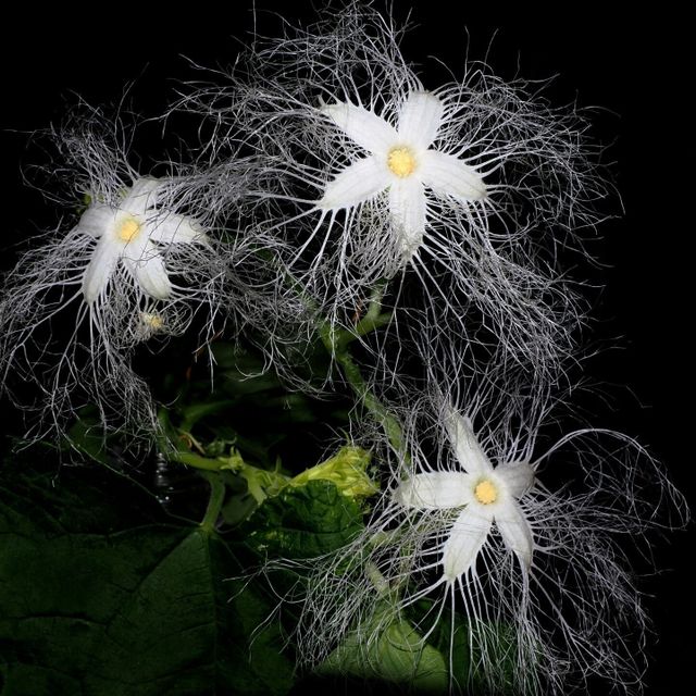 東京環境工科専門学校 『暑い夏の過ごし方　～植物編～』体験授業を同時開催！2