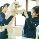 【お仕事体験DAY】いろんな動物の看護をしてみよう！の詳細