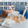 ＴＣＡ東京ＥＣＯ動物海洋専門学校 保護猫の診察を体験してみよう！