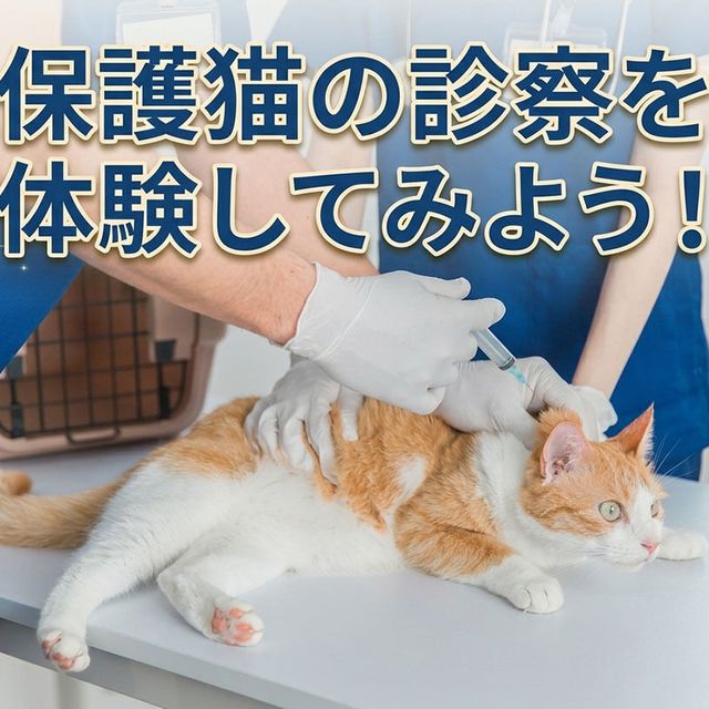 ＴＣＡ東京ＥＣＯ動物海洋専門学校 保護猫の診察を体験してみよう！1