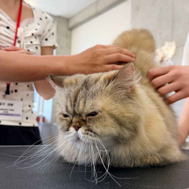 専門学校　ちば愛犬動物フラワー学園 【キャットプロ】知って・触れて・癒やす！猫のツボマッサージ1