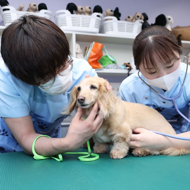 ヤマザキ動物専門学校 Animal Summer Festival 20262
