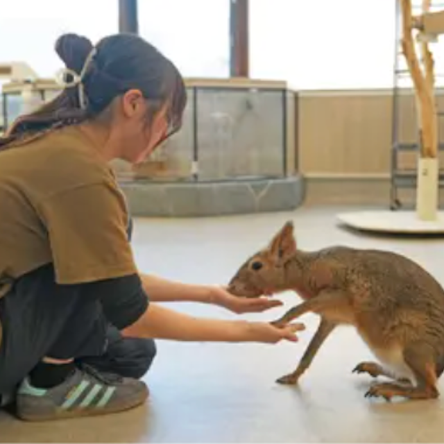 専門学校ビジョナリーアーツ エキゾチックアニマルのトレーニング！1