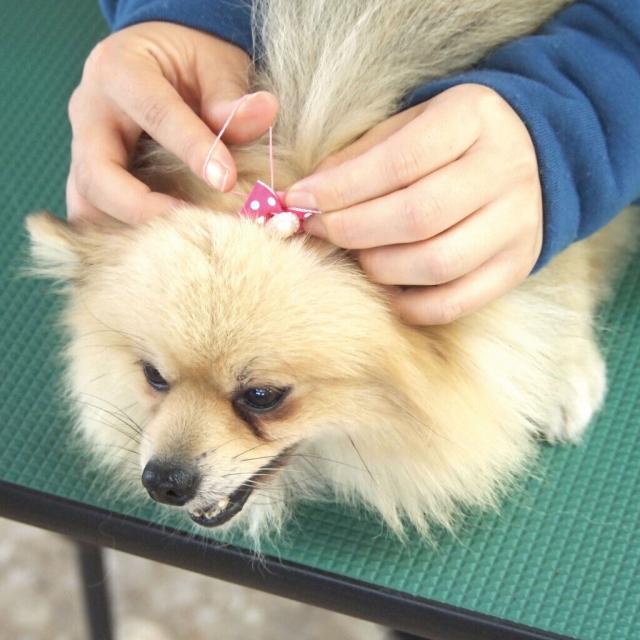 愛知ペット専門学校 ２年生AO入試４か月前ＳＰ(トリマー＆動物病院のお仕事体験）2