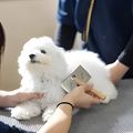 専門学校　福岡ビジョナリーアーツ 【ペット】お家でできる★グルーミング講座
