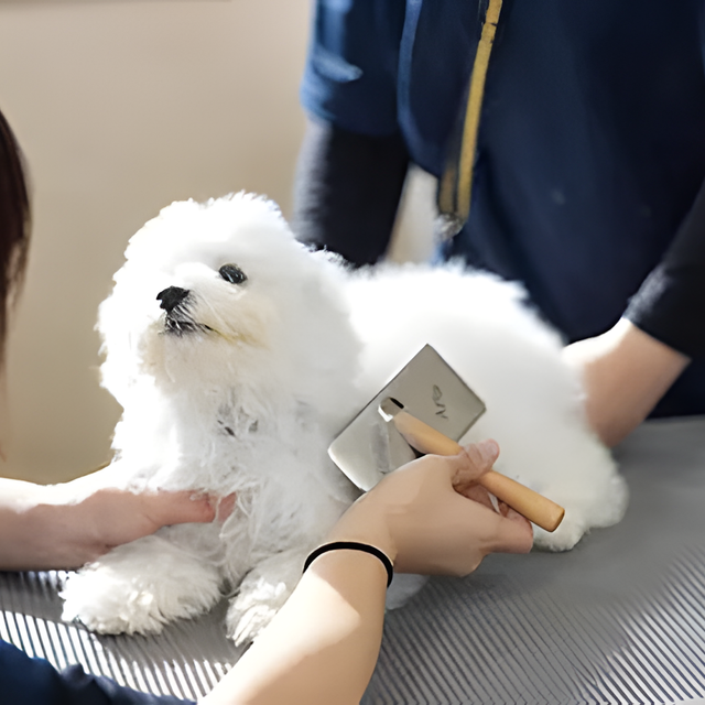 専門学校　福岡ビジョナリーアーツ 【ペット】お家でできる★グルーミング講座1