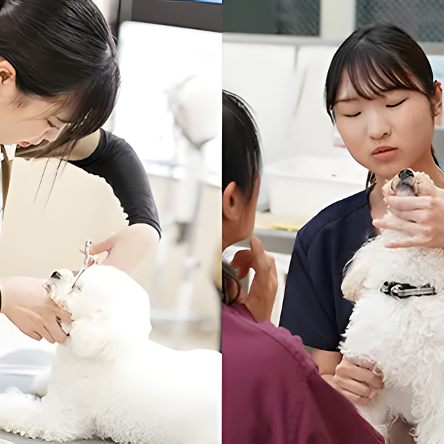 専門学校　福岡ビジョナリーアーツ 【ペット】【看護】よくばりお仕事体験 トリマー×動物看護師1
