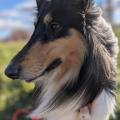 吉田学園動物看護専門学校 【大型犬好き必見！】ラフコリーがやってくる♪