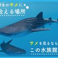 野生のサメに会える場所、サメを見るならこの水族館／ＴＣＡ東京ＥＣＯ動物海洋専門学校