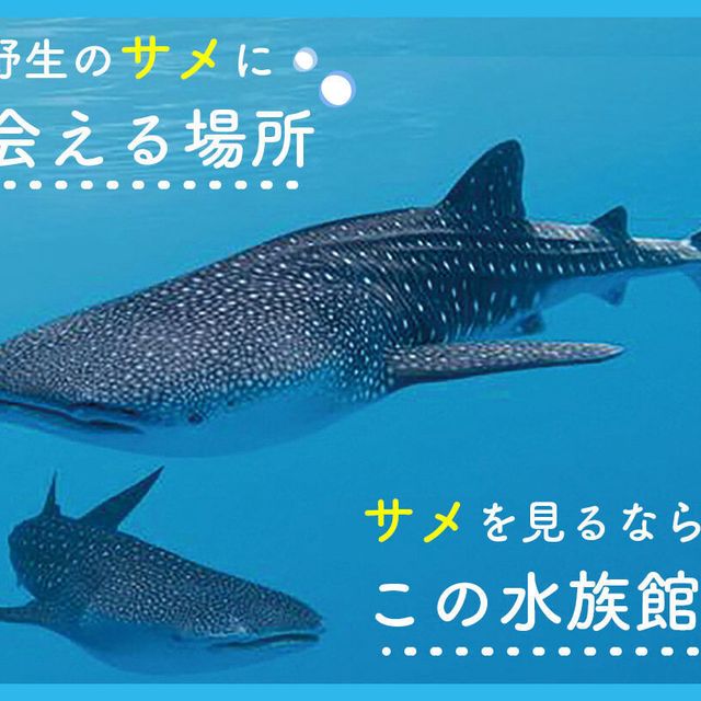 ＴＣＡ東京ＥＣＯ動物海洋専門学校 野生のサメに会える場所、サメを見るならこの水族館1