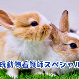 ウサギ&モルモットの心音を聞いてみよう！の詳細