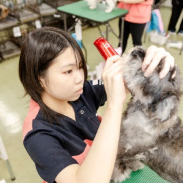 国際ペット総合専門学校 かわいい動物たちをキレイにお手入れ。グルーミング実習に挑戦3
