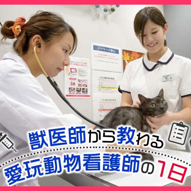 ＴＣＡ東京ＥＣＯ動物海洋専門学校 獣医師から教わる愛玩動物看護師の1日1