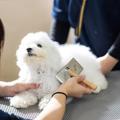専門学校ビジョナリーアーツ ワンコのトータルケアをしよう！
